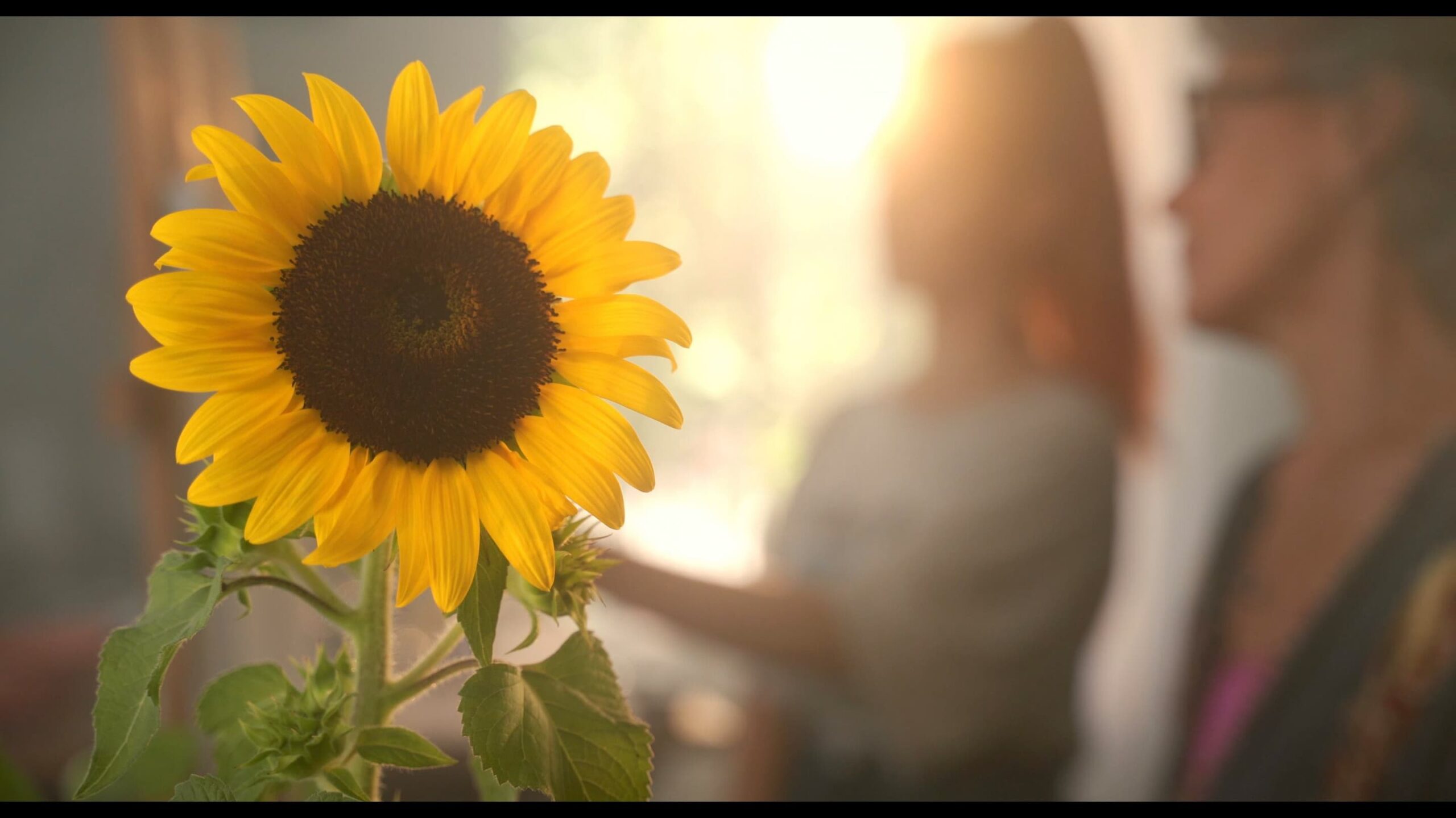 Sunflower รีวิวหนัง