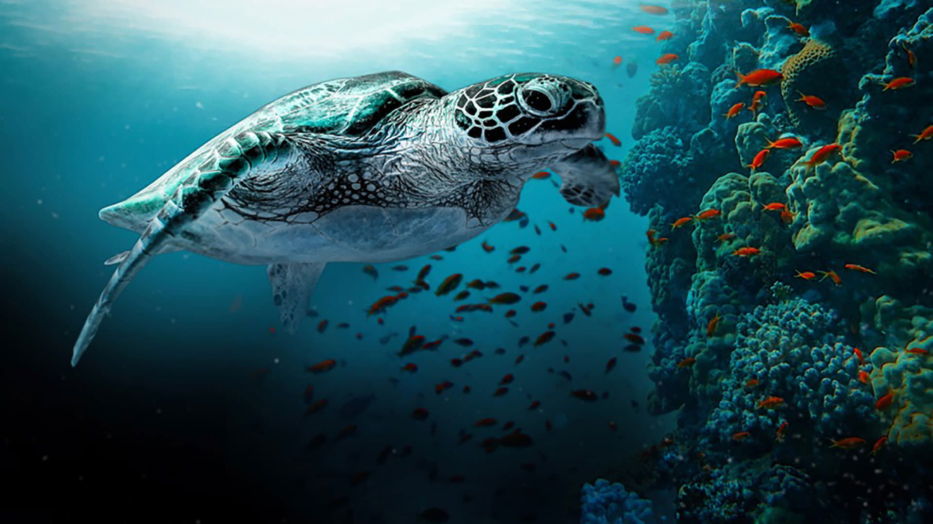 The Reef รีวิวหนัง